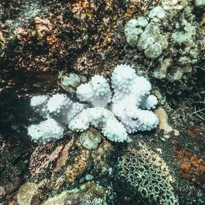 coral bleaching