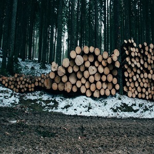 logging logs forest timber